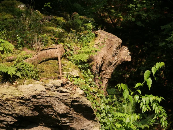 Zbliżenie Pniaka Drzewa Skale Otoczonej Zieloną Przyrodą Lesie Dnia — Zdjęcie stockowe