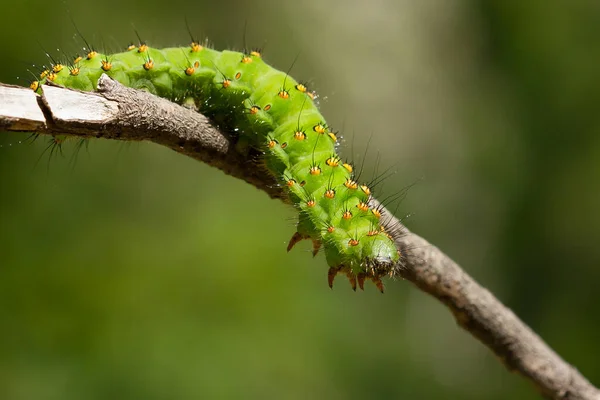 Een Macro Close Opname Van Rups Van Saturnia Pavonia Ook — Stockfoto