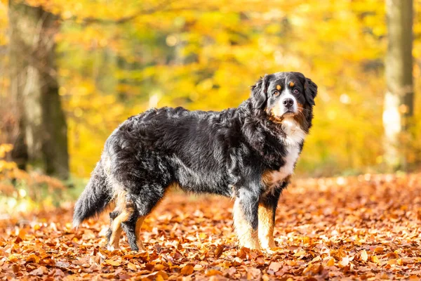 Selektive Fokusaufnahme Eines Niedlichen Berner Sennenhundes Einem Park — Stockfoto