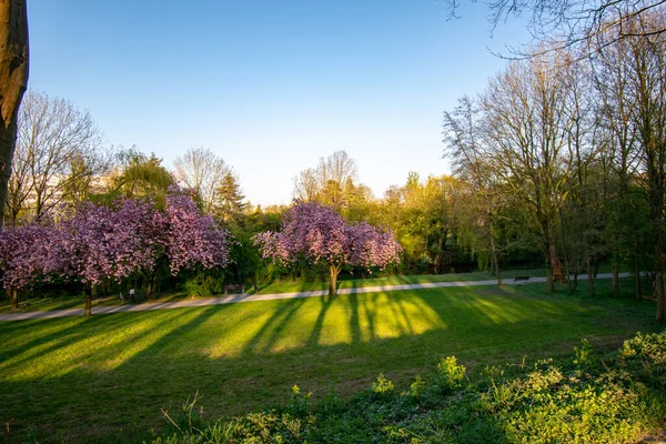 Tiro Paisagem Parque Árvores Flor Cereja — Fotografia de Stock