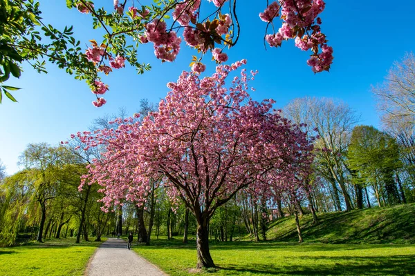 Almanya Bir Parkta Çiçek Açan Ağaçların Güzel Manzarası — Stok fotoğraf