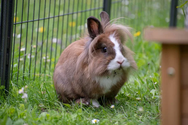 かわいいウサギの選択的なフォーカスショット — ストック写真
