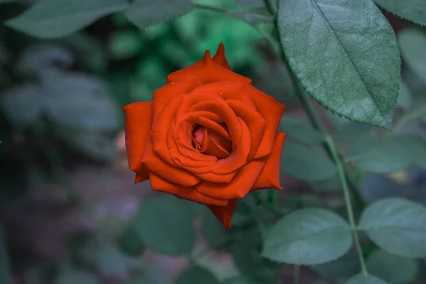 Close Uma Rosa Vermelha Jardim Capturado Durante Dia Conceito Amor — Fotografia de Stock