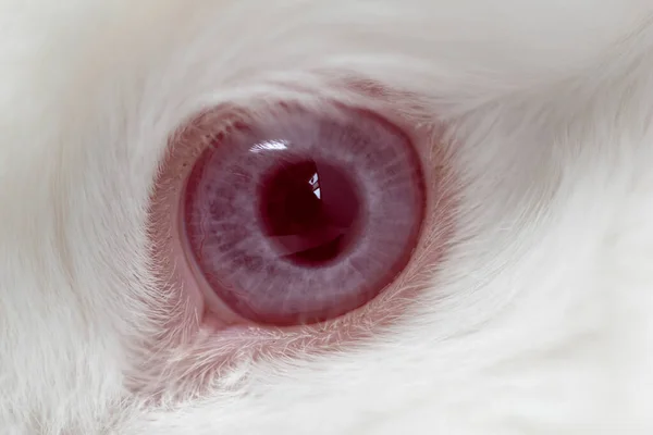 Closeup Shot Eye Fluffy Rabbit — Stock Photo, Image