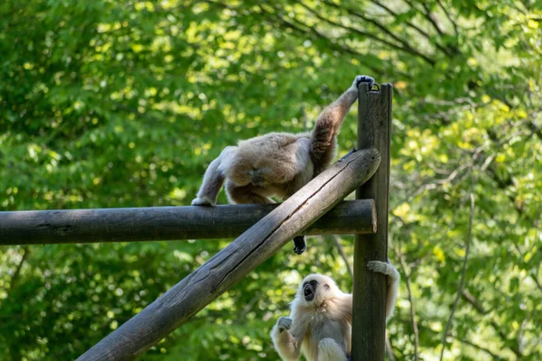 Eine Selektive Fokusaufnahme Zweier Gibbon Affen Auf Den Baumstämmen Der — Stockfoto