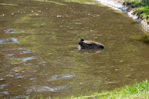 Beau Plan Capybara Dans Eau — Photo