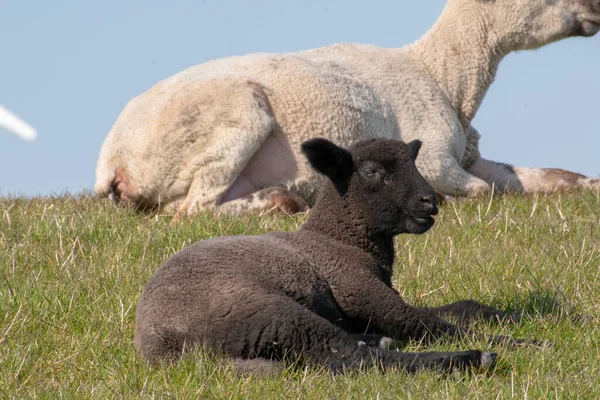 Lammen Sitter Grönt Gräs — Stockfoto