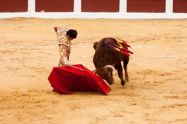 Plasencia Espanha Junho 2015 Luta Touros Matador Miguel Angel Perera — Fotografia de Stock
