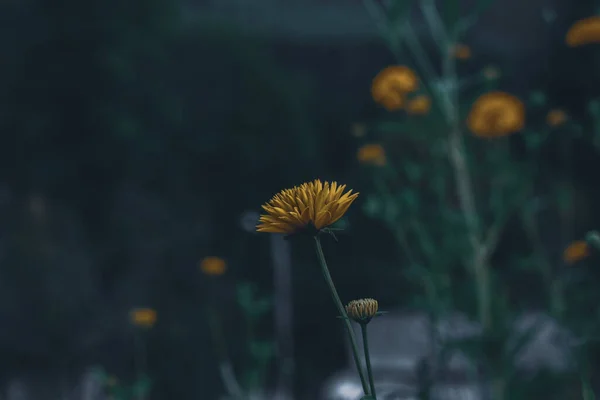 在模糊的背景下浅浅的美丽蒲公英镜头 — 图库照片