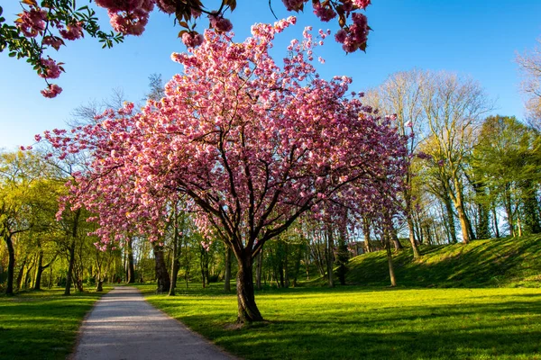 Parktaki Yeşil Çimenlikte Güzel Kiraz Ağaçlarıyla Dolu Dolambaçlı Bir Patika — Stok fotoğraf