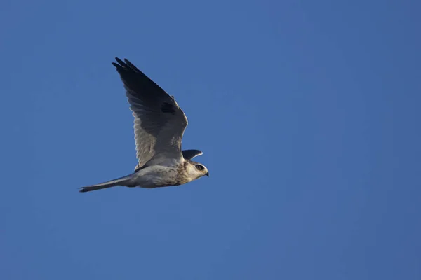 Papagaio Cauda Branca Elanus Leucurus Voo Contra Céu Azul Claro — Fotografia de Stock