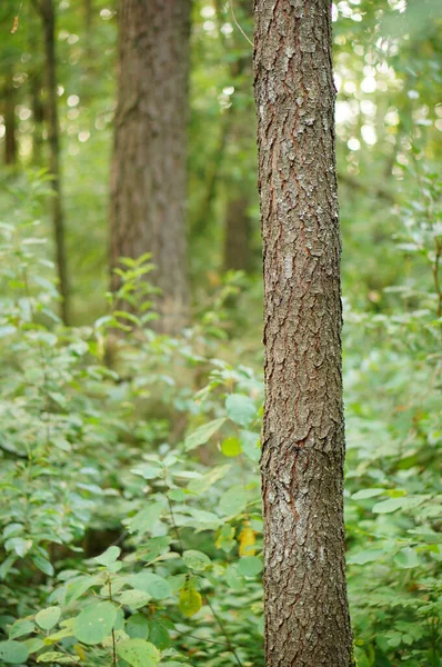 Вертикальний Постріл Лісу — стокове фото