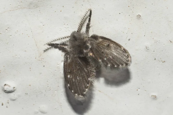 Una Macro Toma Larva Mariposa Sobre Fondo Blanco — Foto de Stock