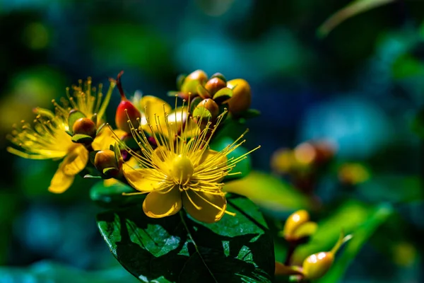 Iniezione Selettiva Iperico Giallo — Foto Stock