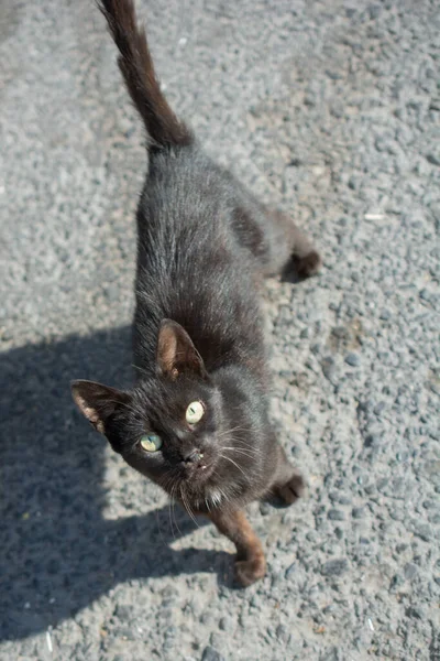Ein Vertikales Porträt Eines Schönen Schwarzen Kätzchens Auf Dem Boden — Stockfoto