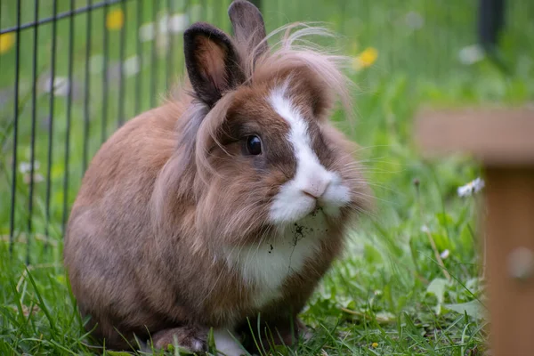 Eine Selektive Fokusaufnahme Eines Niedlichen Kleinen Hasen — Stockfoto