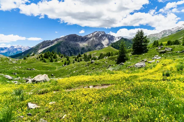 前景に黄色の花で覆われたアルプスの風景の美しい景色 Col Vars フランス — ストック写真