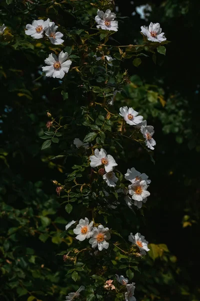 Die Wunderschön Blühenden Weißen Blumen Garten — Stockfoto