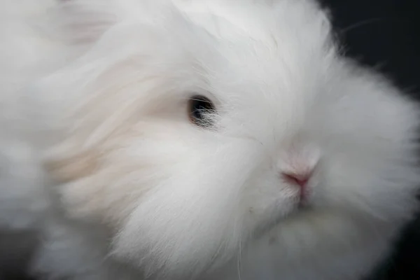 一只白色安哥拉兔的特写镜头 — 图库照片