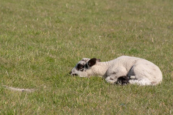 可愛い子羊が放牧場に横たわってる — ストック写真