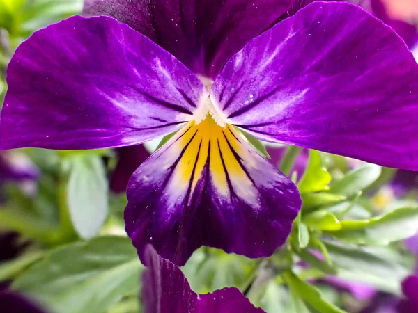 Closeup Shot Beautiful Purple Bellflower Garden — Stock Photo, Image