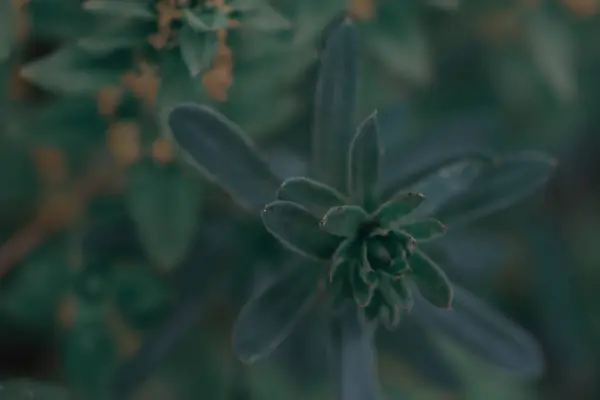 Селективный Фокус Зеленого Растения Саду — стоковое фото