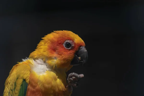 Крупним Планом Знімок Жовтого Папуги Папуги — стокове фото