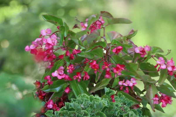 Beautifully Blossomed Pink Weigela Flowers Garden — Stock Photo, Image