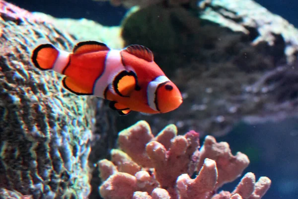 Closeup Shot Cute Coral Fish Swimming Water — Stock Photo, Image