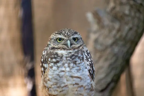 Closeup Shot Owl Blurred Background — Stock Photo, Image