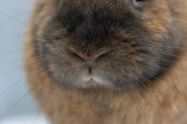 小さな茶色のウサギの鼻の孤立したクローズアップショット — ストック写真