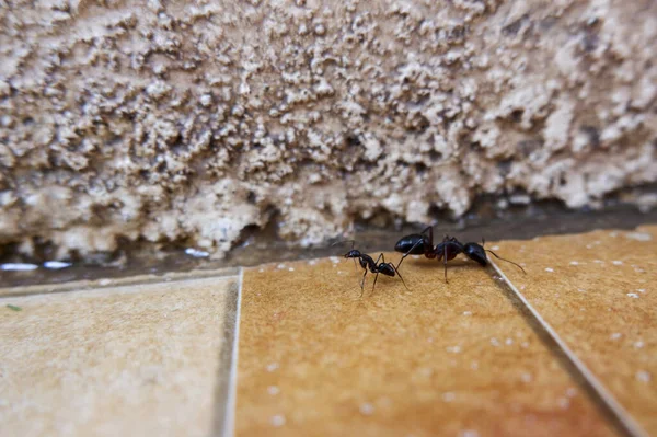 Beton Zeminde Karıncaların Yakın Plan Çekimi — Stok fotoğraf