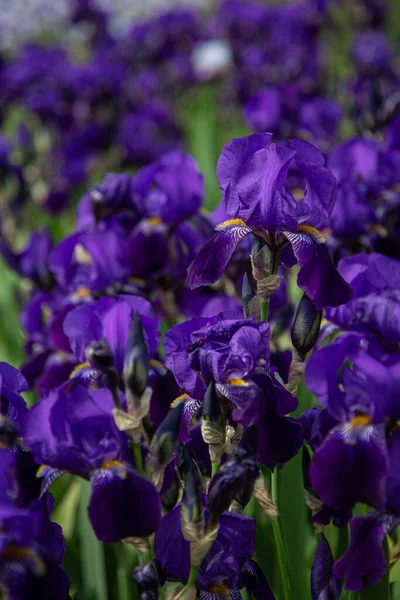 青い虹彩の花の垂直ショット — ストック写真