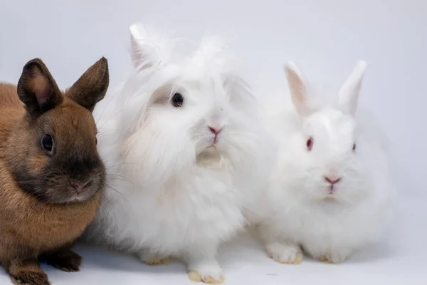 Retrato Coelhos Fofos Sobre Fundo Branco — Fotografia de Stock