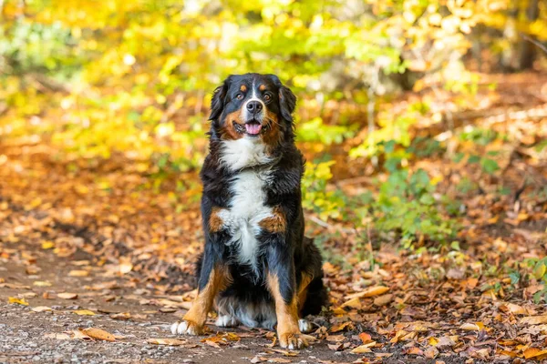 Uroczy Czarny Bernese Górski Pies Tylnych Nogach Lesie Jesienią — Zdjęcie stockowe