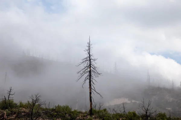 Tiro Uma Árvore Morta Floresta Nebulosa — Fotografia de Stock
