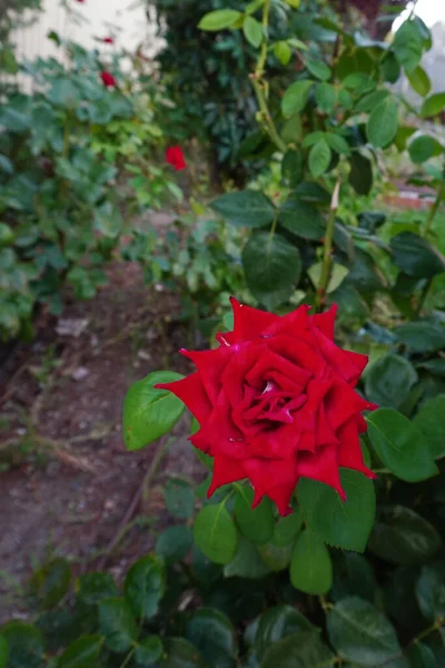 Όμορφα Ανθισμένο Κόκκινο Τριαντάφυλλο Στον Κήπο — Φωτογραφία Αρχείου