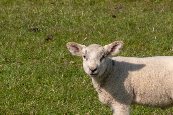 放牧地に笑顔の可愛い子羊の肖像画 — ストック写真
