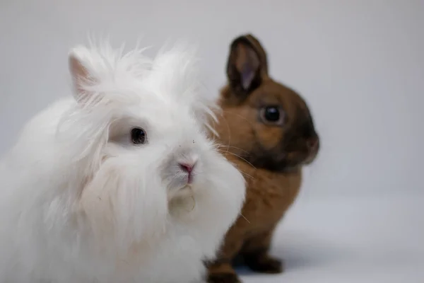 Portrait Cute Rabbits White Background — Stock Photo, Image