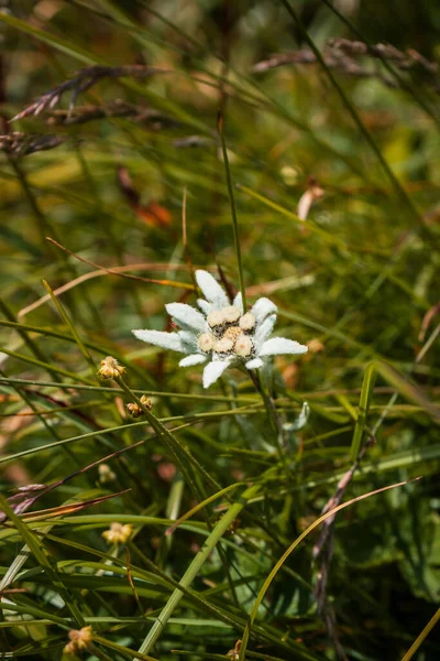 Güzel Beyaz Bir Edelweiss Çiçeğinin Yakın Çekimi — Stok fotoğraf