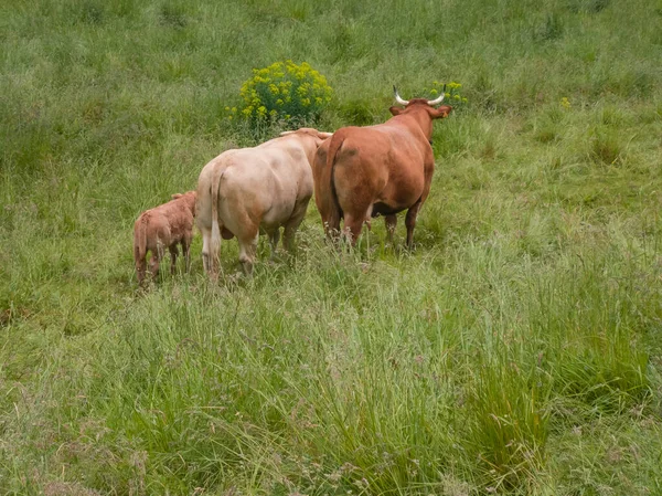 Uma Família Vacas Marrons Touro Vaca Bezerro Trás Prado Verde — Fotografia de Stock