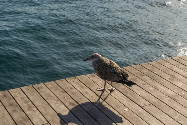 Vue Grand Angle Une Mouette Sur Une Jetée Bois Sur — Photo