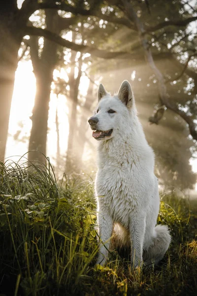 Egy Gyönyörű Függőleges Felvétel Egy Fehér Kutyáról Aki Egy Parkban — Stock Fotó