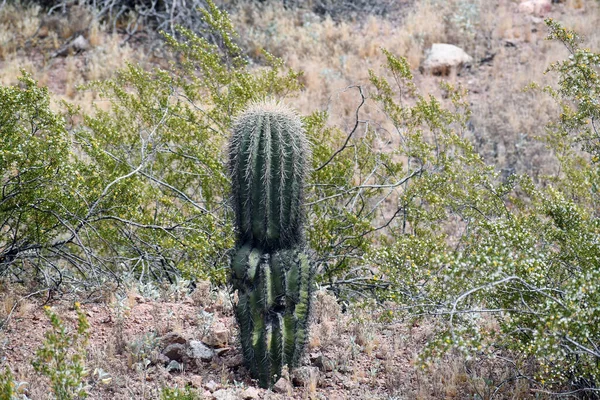 Primer Plano Cactus Creciendo Una Zona Rocosa Desierta —  Fotos de Stock