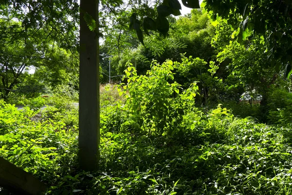 Egy Gyönyörű Kép Egy Zöld Parkról — Stock Fotó