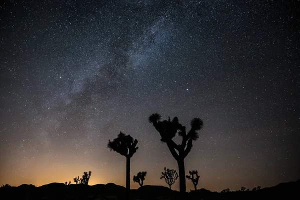 Una Hermosa Toma Árbol Joshua Noche Parque Nacional California — Foto de Stock