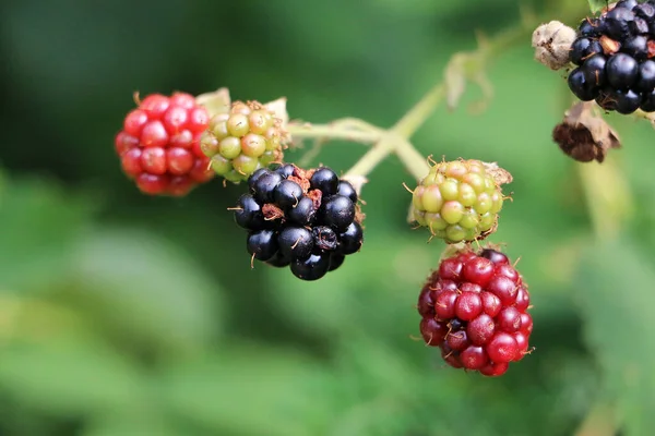 Primer Plano Moras Maduras Inmaduras Rama —  Fotos de Stock