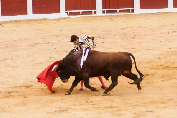 Plasencia Espanha Junho 2015 Tourada Matador Sebastian Castella Plaza Toros — Fotografia de Stock