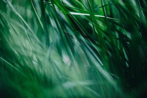 Gros Plan Herbe Verte Fraîche Pendant Journée — Photo