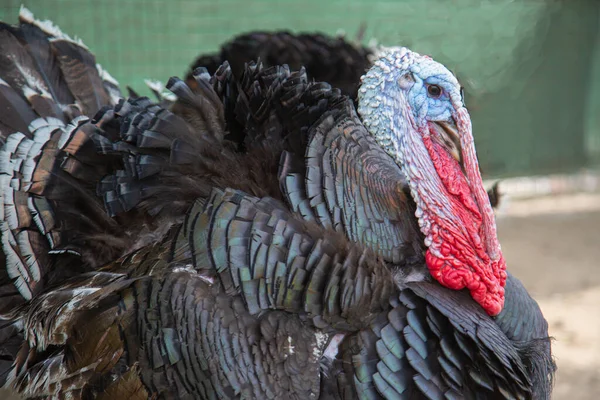 Primer Plano Pavo Bajo Luz Del Sol — Foto de Stock